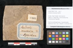 Foto (Objekt + Etikett) von Jordania moravica Helmh. (NHMW-GEO-2024-0188-11165)